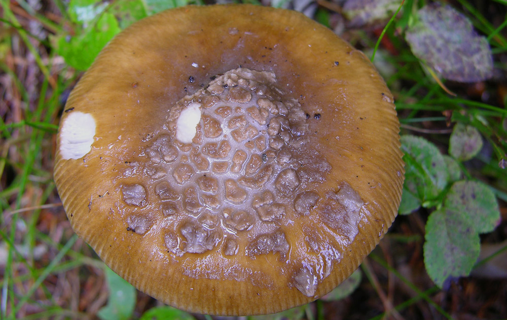 Amanita submembranacea o ceciliae...?